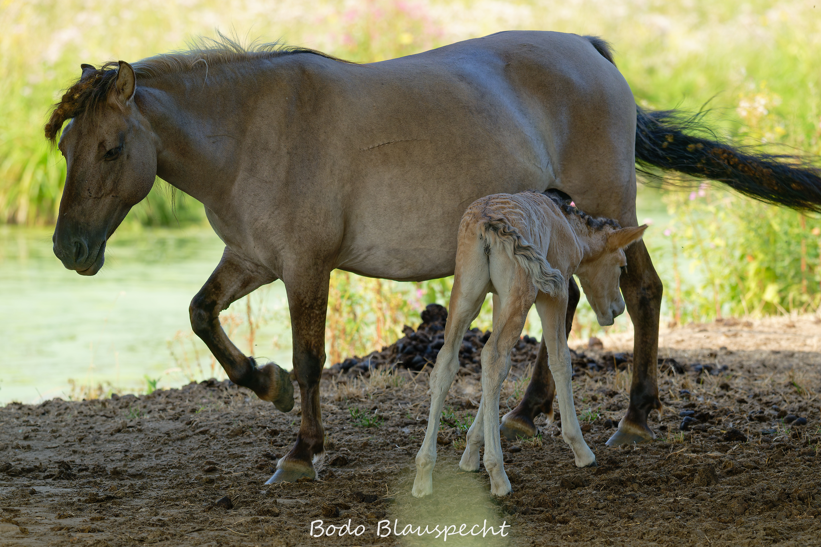 Konik Steveraue  2026.07.30 10.26 17 WEB
